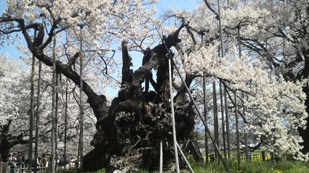 山高神代桜